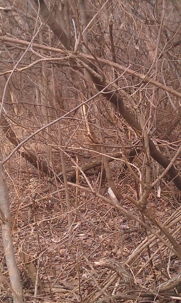 Creating deer bedding areas New Jersey Hunters